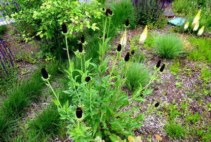 30 Western Coneflower (Rudbeckia Occidentalis) Seeds