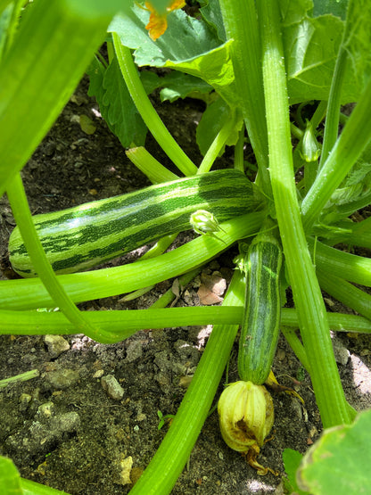 50 Cocozelle di Napoli Squash (Cucurbita Pepo) Seeds