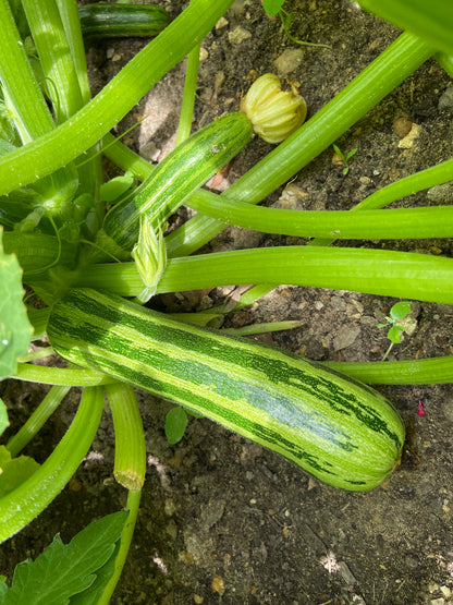 50 Cocozelle di Napoli Squash (Cucurbita Pepo) Seeds