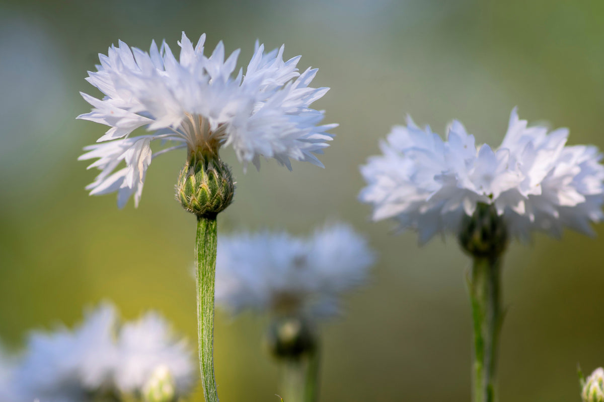 750 White Bachelor's Button (Centaurea Cyanus) Seeds