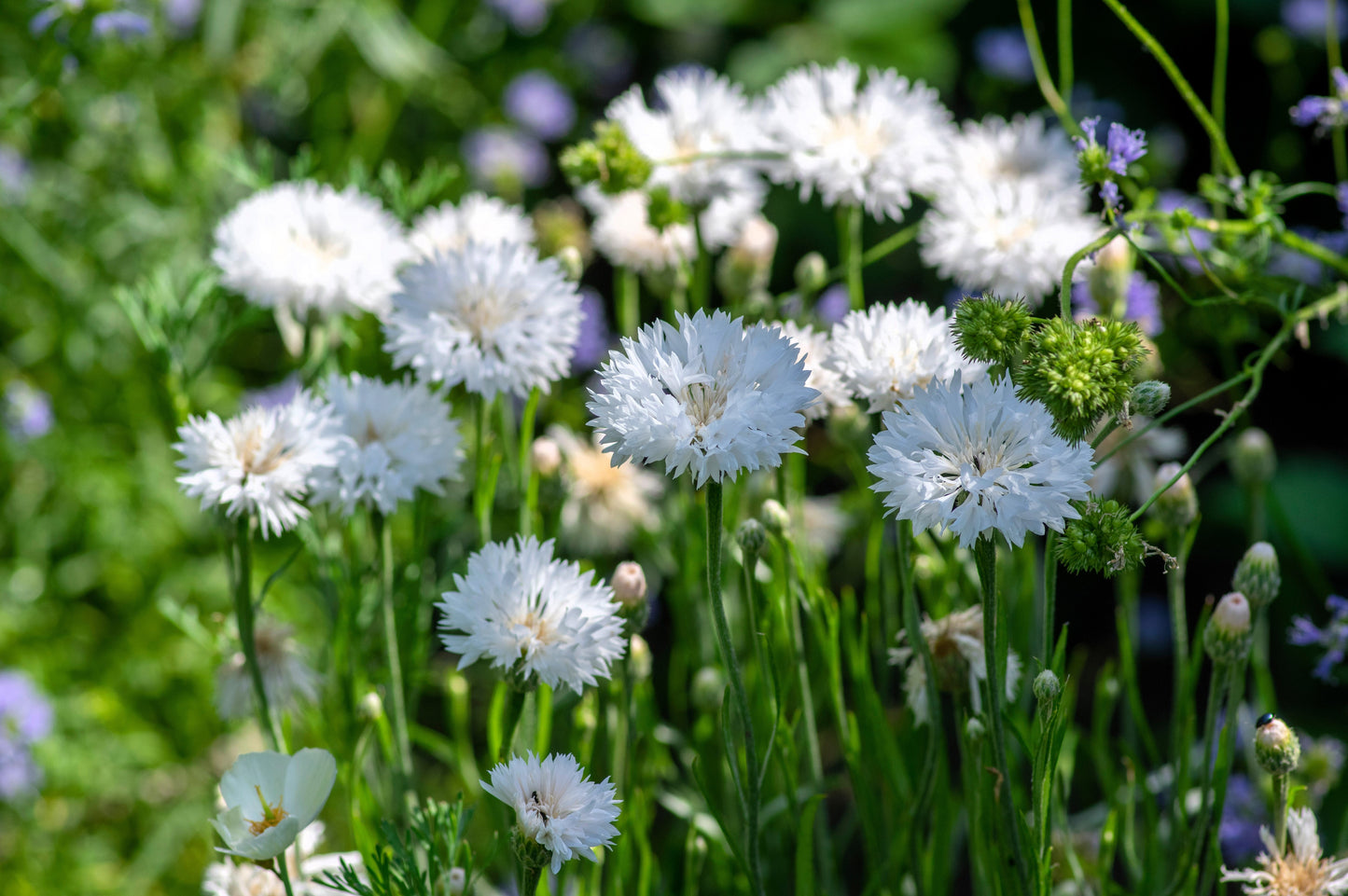 750 White Bachelor's Button (Centaurea Cyanus) Seeds