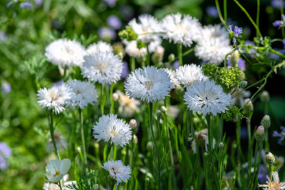 750 White Bachelor's Button (Centaurea Cyanus) Seeds