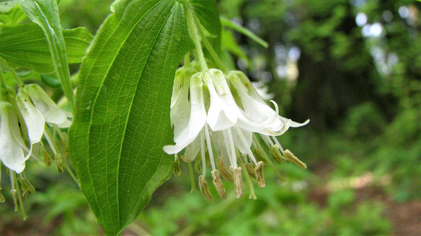10 Hookers Fairybells (Prosartes Disporum Hookeri) Seeds