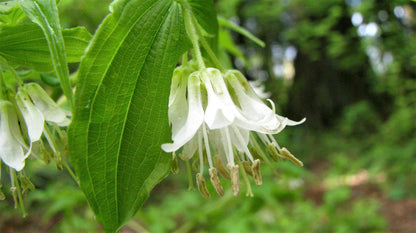 10 Hookers Fairybells (Prosartes Disporum Hookeri) Seeds