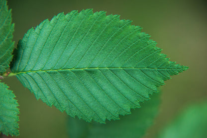 American Elm (Ulmus americana) Seeds – 25 ct