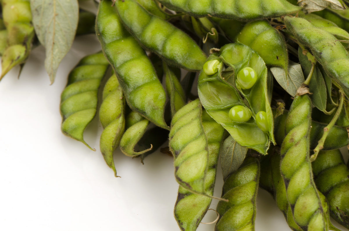 30 PIGEON PEA Dhal Gungo Puerto Rico Bean Cajanus Cajan Vegetable Seeds