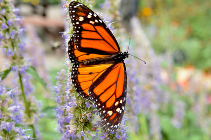 Anise Hyssop (Agastache foeniculum) Seeds – 500 ct