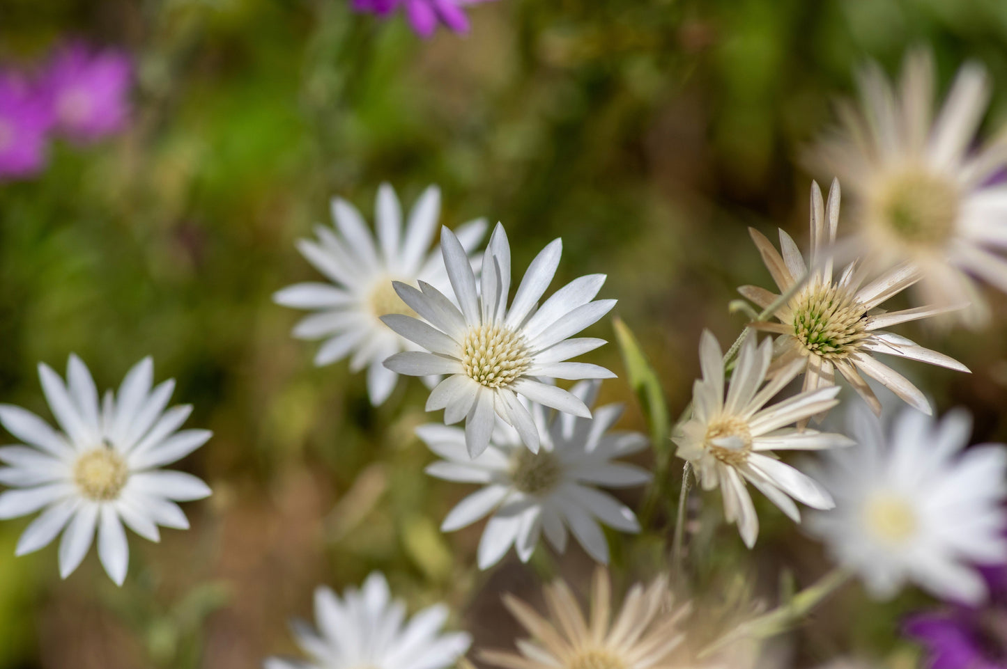300 Immortelle (Xeranthemum) Seeds