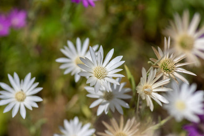 300 Immortelle (Xeranthemum) Seeds