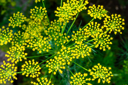 1000 Long Island Mammoth Dill (Anethum Graveolens) Seeds