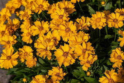 Lanceleaf Coreopsis (Coreopsis lanceolata) Seeds – 1,000 ct