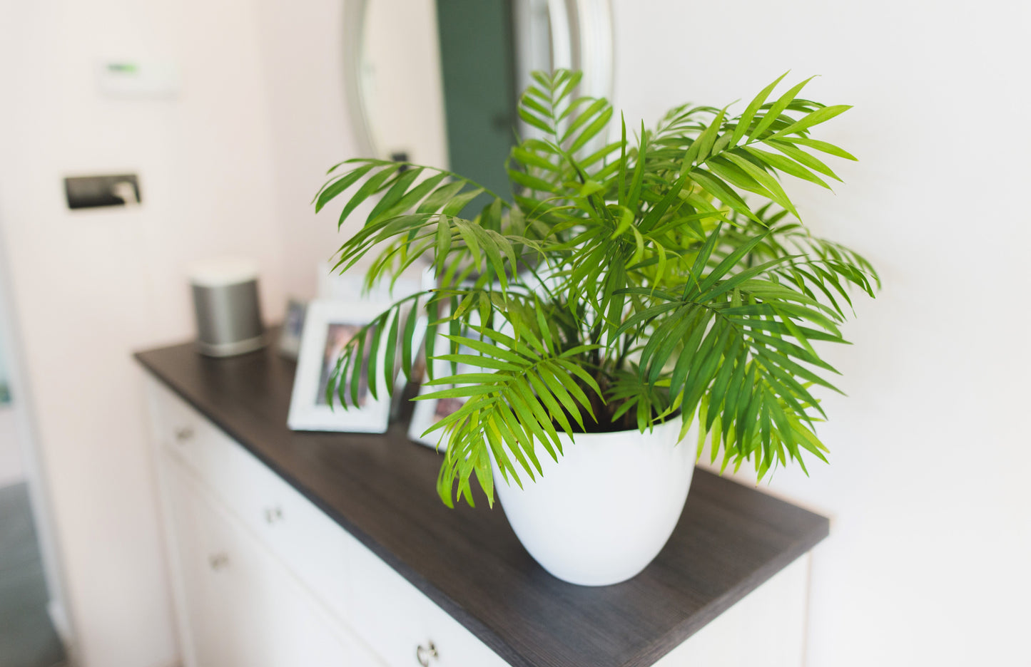 15 Parlor Palm (Chamaedorea Elegans) Seeds