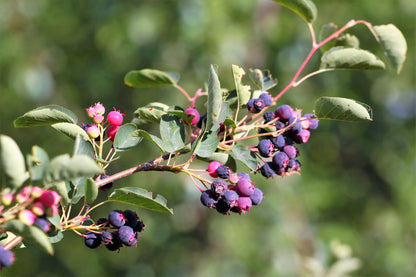 20 Saskatoon Serviceberry (Amelanchier Alnifolia) Seeds