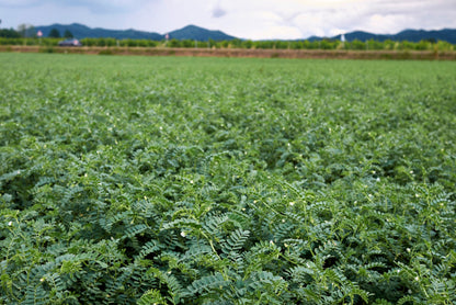 15 Garbanzo Bean (Cicer Arientum) Seeds