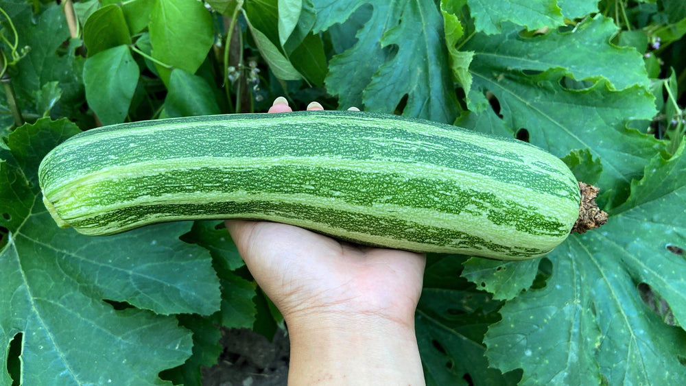 50 Cocozelle di Napoli Squash (Cucurbita Pepo) Seeds