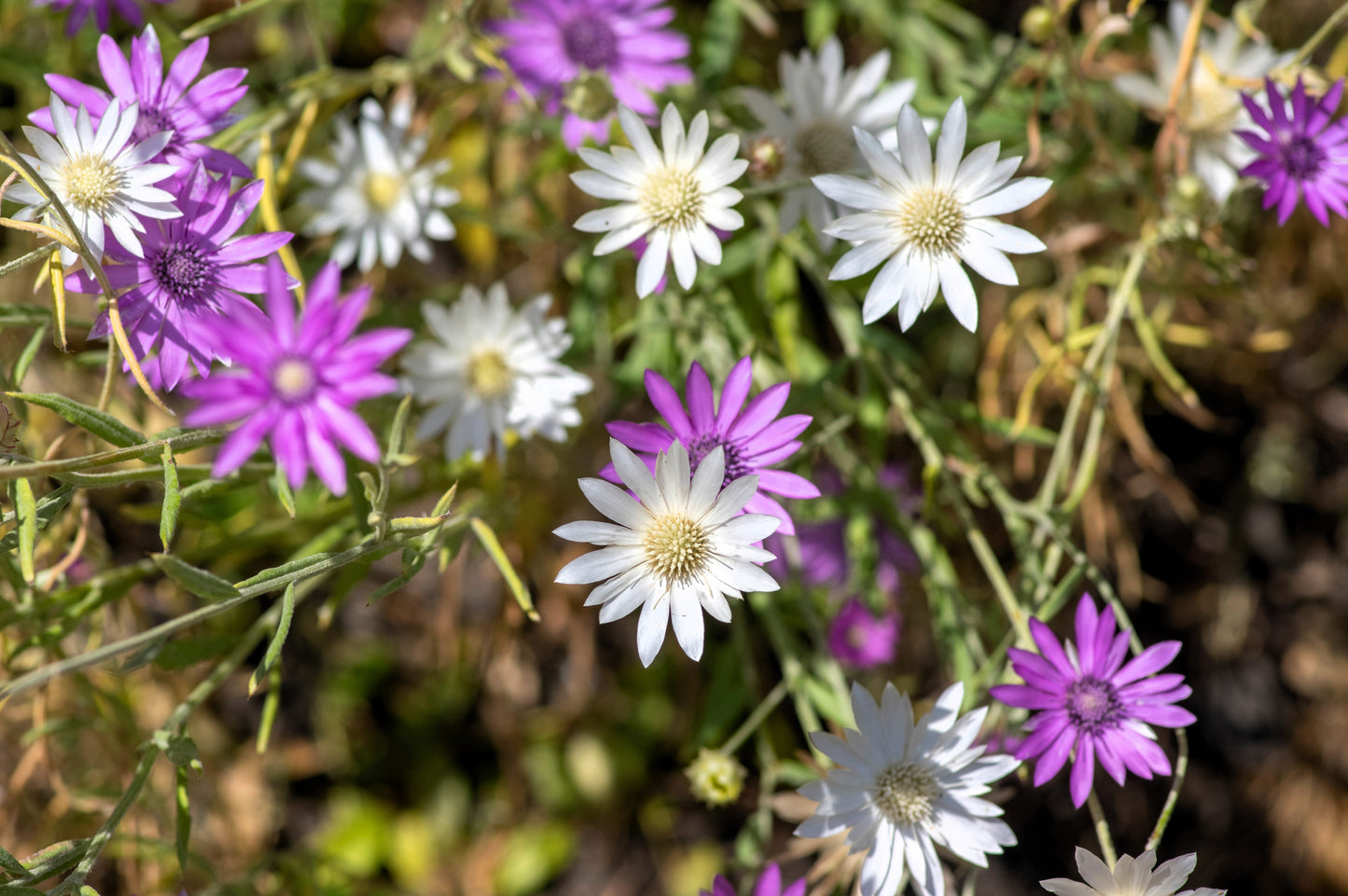 300 Immortelle (Xeranthemum) Seeds