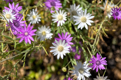 300 Immortelle (Xeranthemum) Seeds