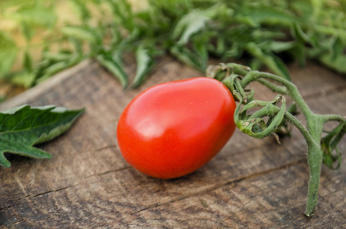 Red Pear Tomato (Solanum lycopersicum) Seeds – 100 ct