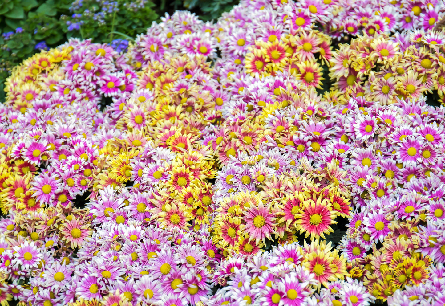50 Mixed Colors Indian Chrysanthemum (Chrysanthemum Indicum) Seeds