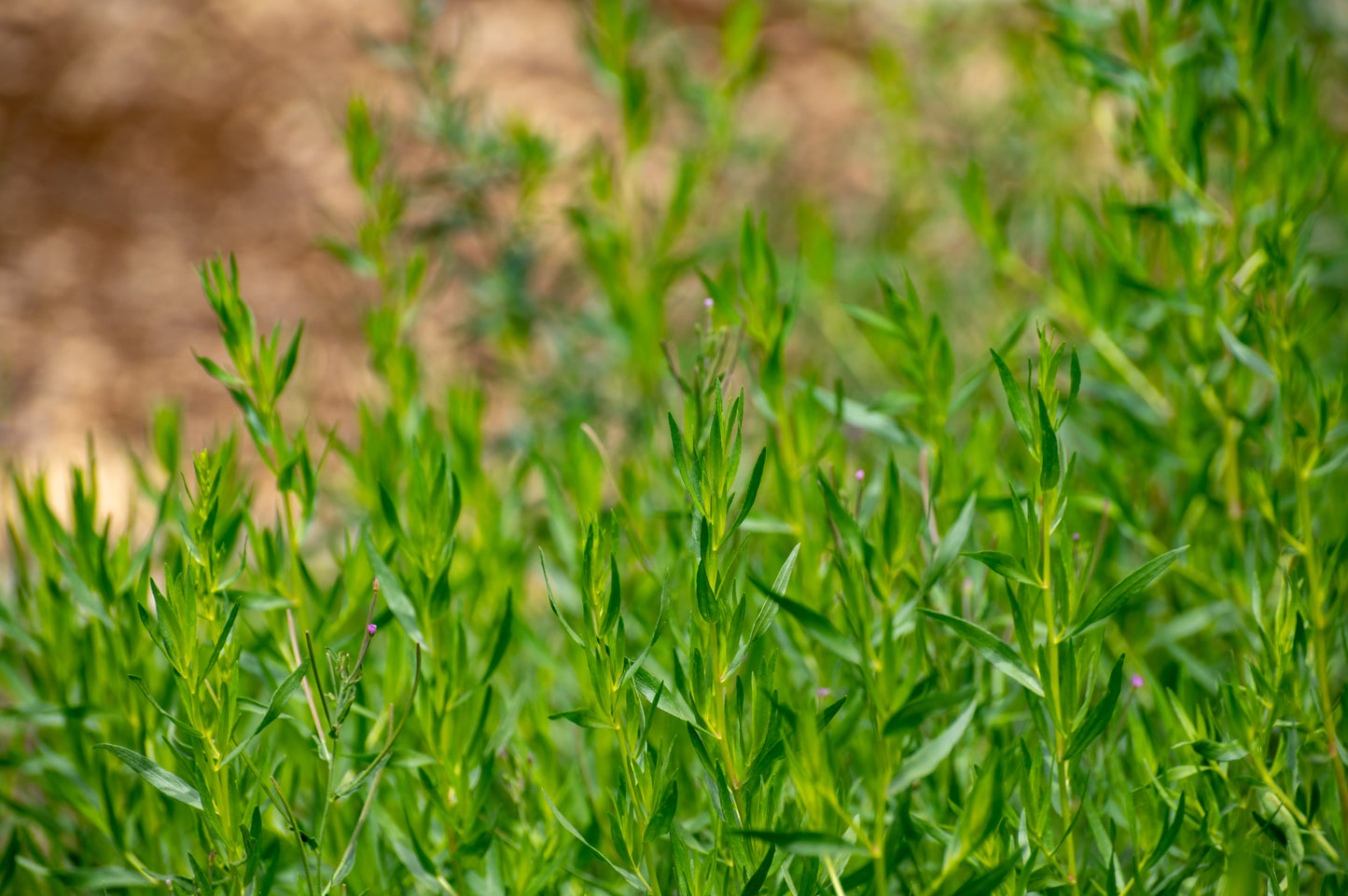 100 Tarragon (Artemisia Dracunculus) Seeds