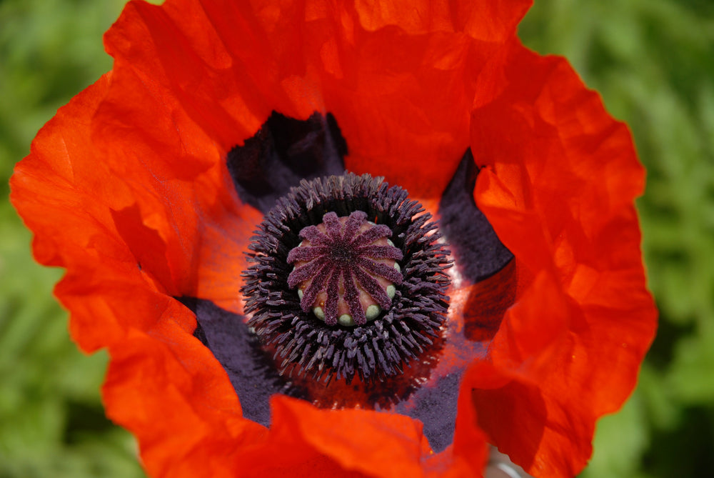 100 BEAUTY Of Livermere ORIENTAL POPPY Papaver Orientale Flower Seeds