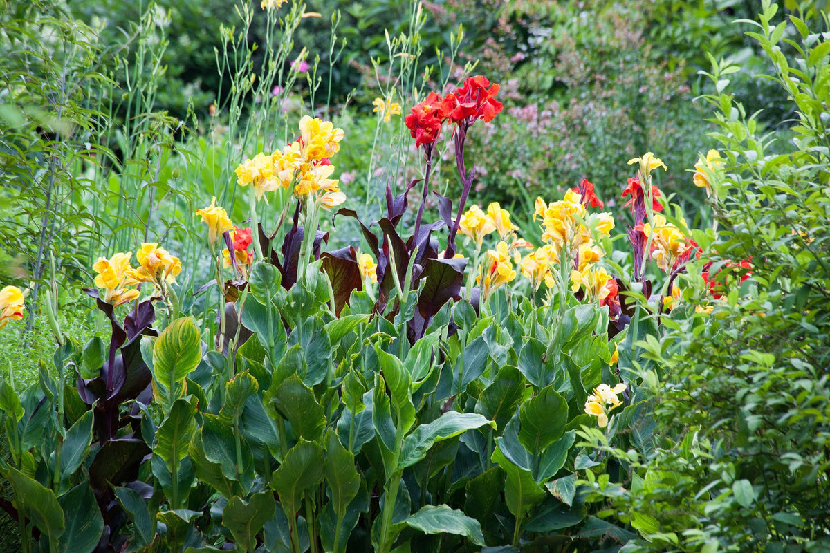 Yellow Canna Lily (Canna indica) Seeds – 5 ct
