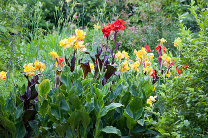 Yellow Canna Lily (Canna indica) Seeds – 5 ct