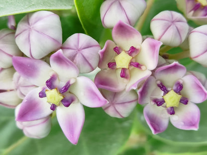 10 GIANT MILKWEED Sodom Apple Calotropis Procera Crown Flower Shrub Seeds