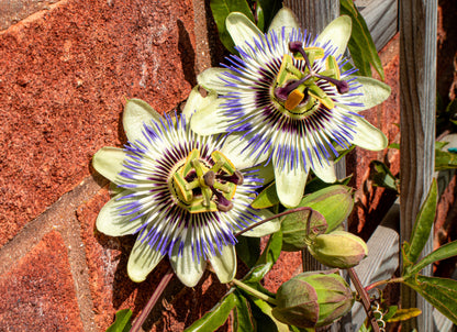 10 Passionflower / Passion fruit (Passiflora Caerulea) Seeds