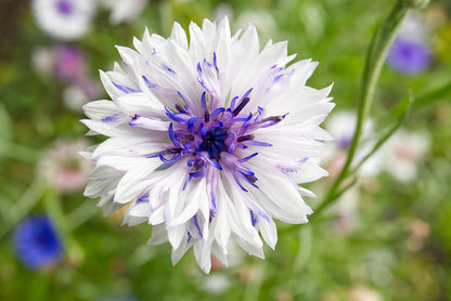 750 White Bachelor's Button (Centaurea Cyanus) Seeds