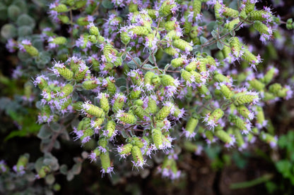 Sweet Marjoram (Origanum majorana) Seeds – 2,000 ct