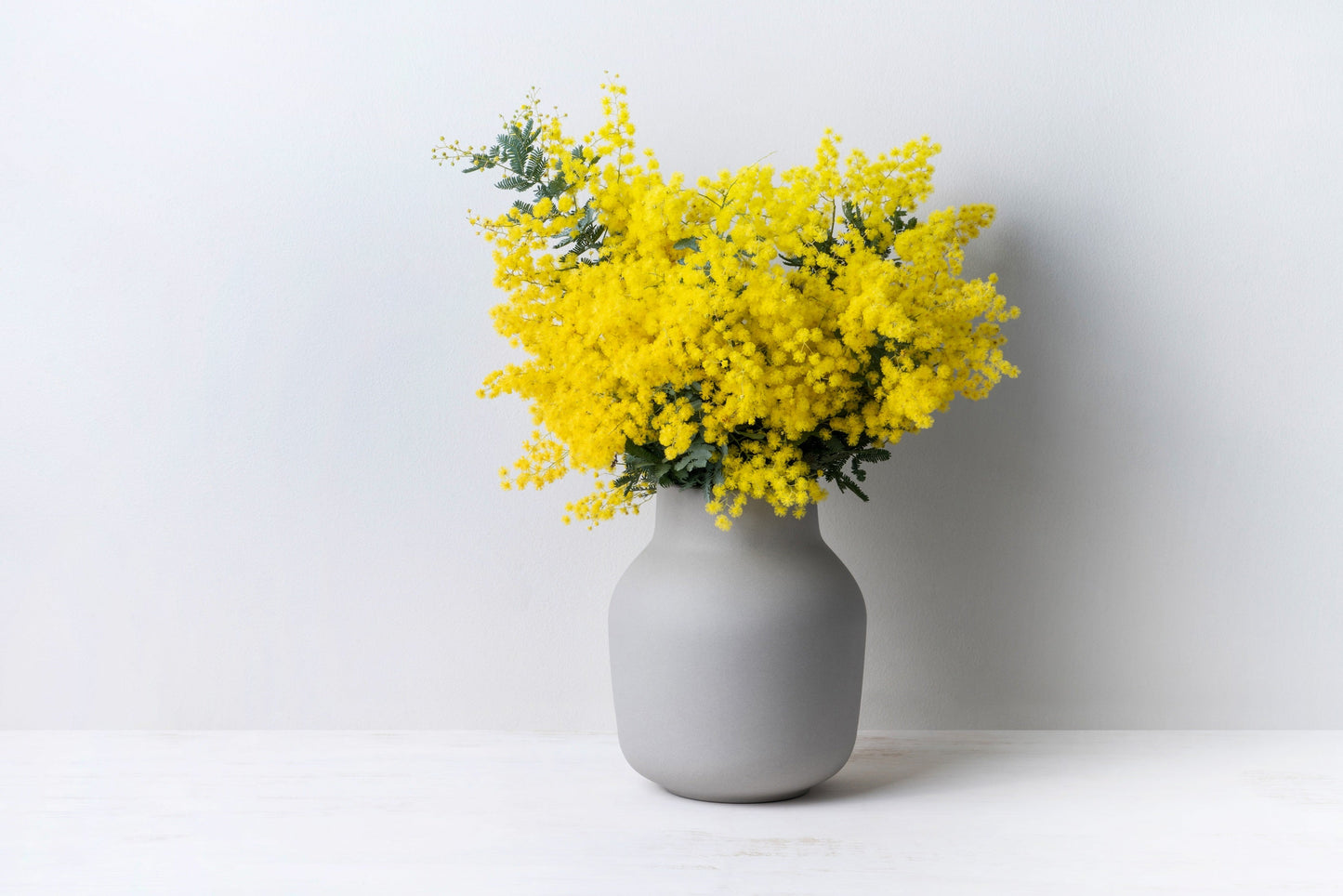 10 Golden Mimosa (Acacia Baileyana) Seeds