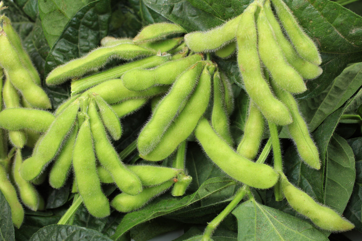 20 Edamame BE SWEET SOYBEAN Glycine Max Soy Bean Green / Yellow Vegetable Seeds
