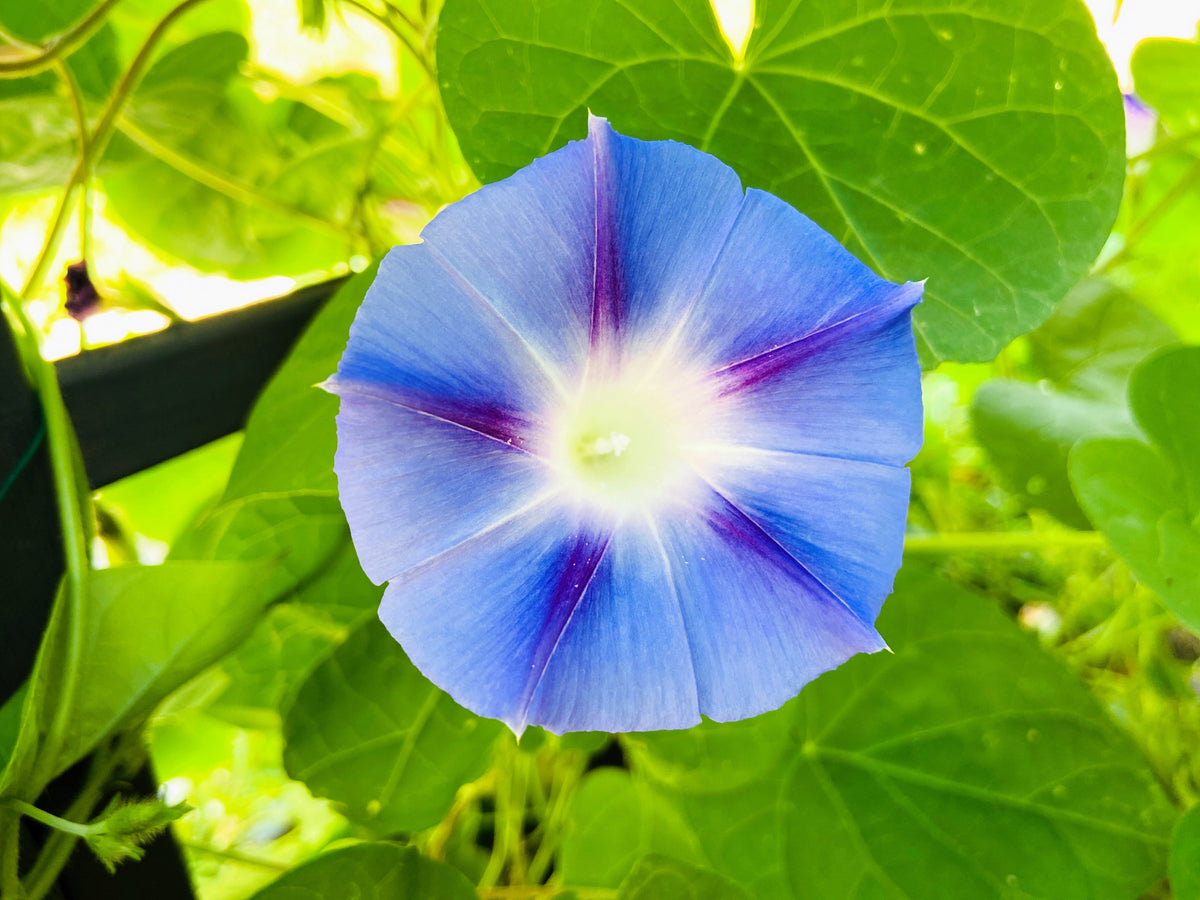 Blue Star Morning Glory (Ipomoea tricolor) Seeds – 75 ct