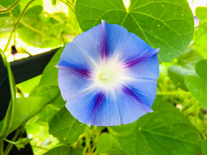 Blue Star Morning Glory (Ipomoea tricolor) Seeds – 75 ct