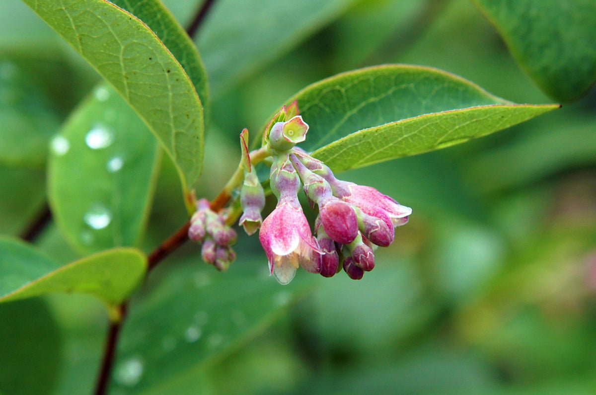 25 Common Snowberry (Symphoricarpos Alba) Seeds