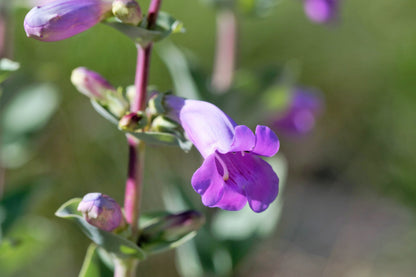 Large Flowered Beardtongue (Penstemon grandiflorus) Seeds – 250 ct