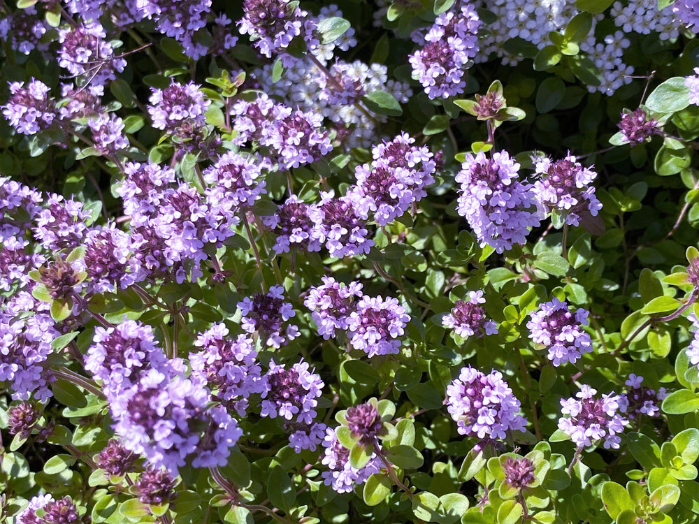 10,000 Bulk Lemon Thyme (Thymus Pulegioides) Seeds