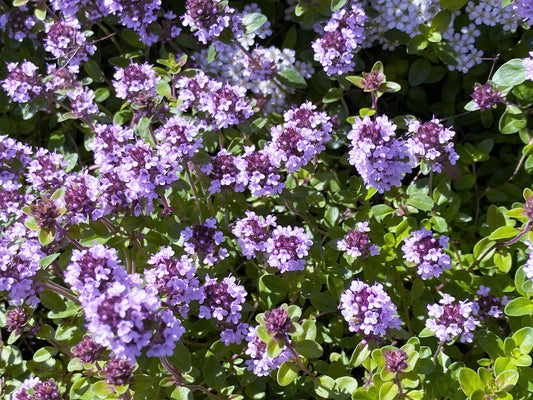 10,000 Bulk Lemon Thyme (Thymus Pulegioides) Seeds