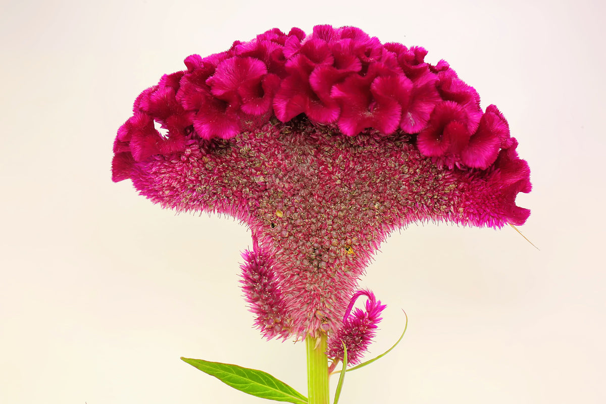 Coral Gardens Mix Celosia (Celosia argentea var. cristata) Seeds – 100 ct