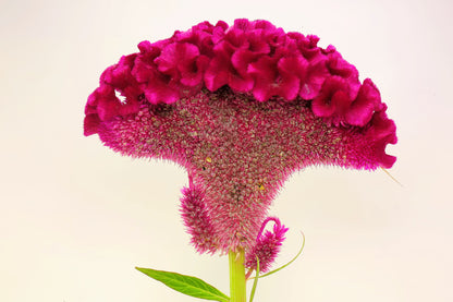 Coral Gardens Mix Celosia (Celosia argentea var. cristata) Seeds – 100 ct