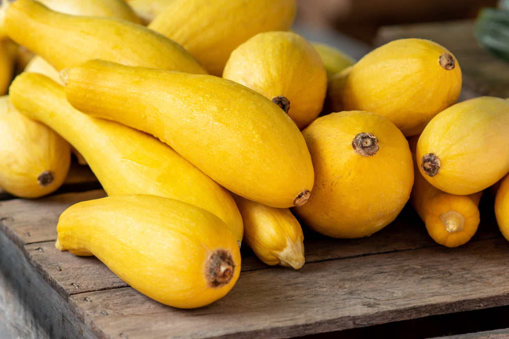 Early Prolific Straightneck Squash (Cucurbita pepo) Seeds – 50 ct
