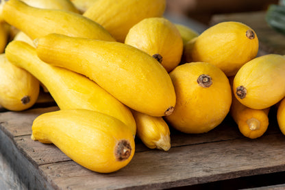 Early Prolific Straightneck Squash (Cucurbita pepo) Seeds – 50 ct