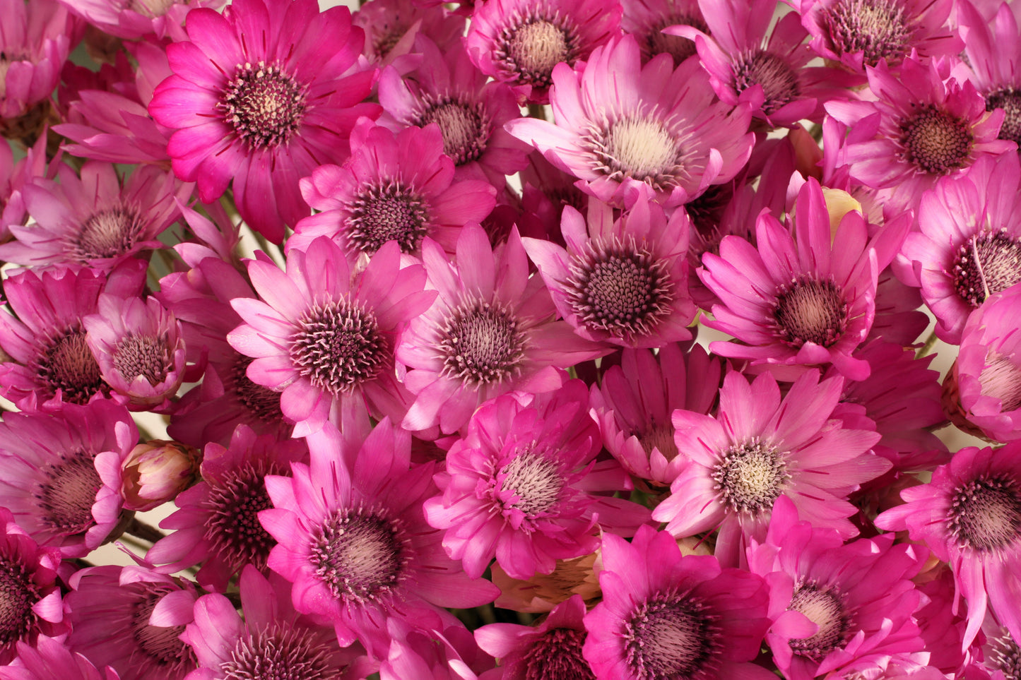 300 Immortelle (Xeranthemum) Seeds