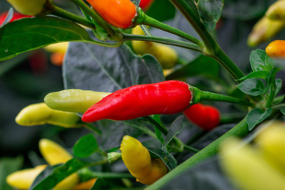 Tabasco Pepper (Capsicum frutescens) Seeds – 50 ct