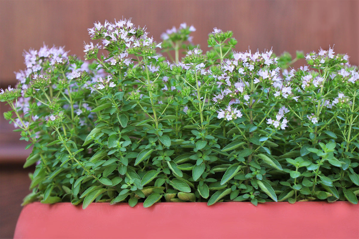 Sweet Marjoram (Origanum majorana) Seeds – 2,000 ct