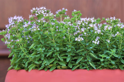 Sweet Marjoram (Origanum majorana) Seeds – 2,000 ct