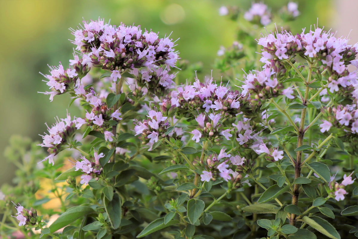 Sweet Marjoram (Origanum majorana) Seeds – 2,000 ct