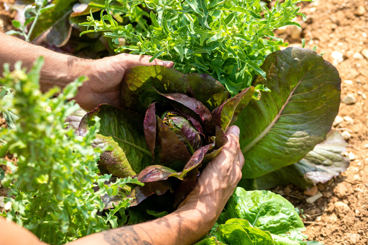 3000 RED ROMAINE LETTUCE Lactuca Sativa Vegetable Seeds