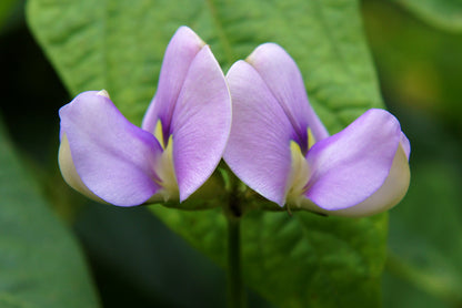 50 Purple Pinkeye Cowpea (Vigna Unguiculata) Seeds